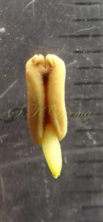  Stamen